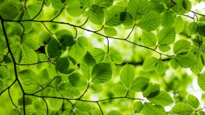 Kevätkokouksen koivut